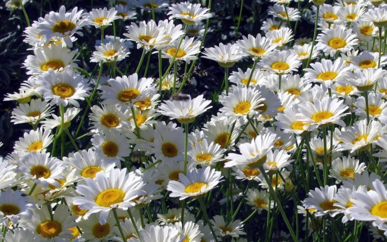 Ромашка Полевая фото