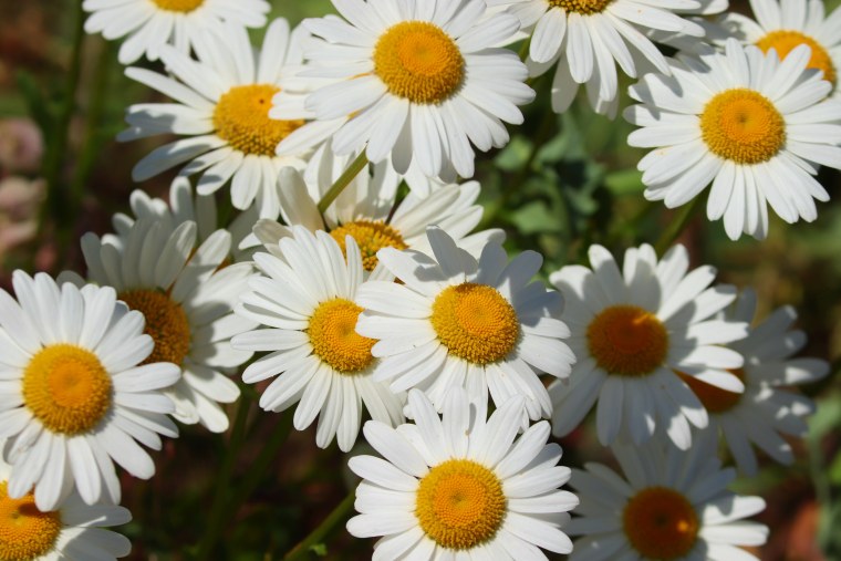 Ромашка цветы