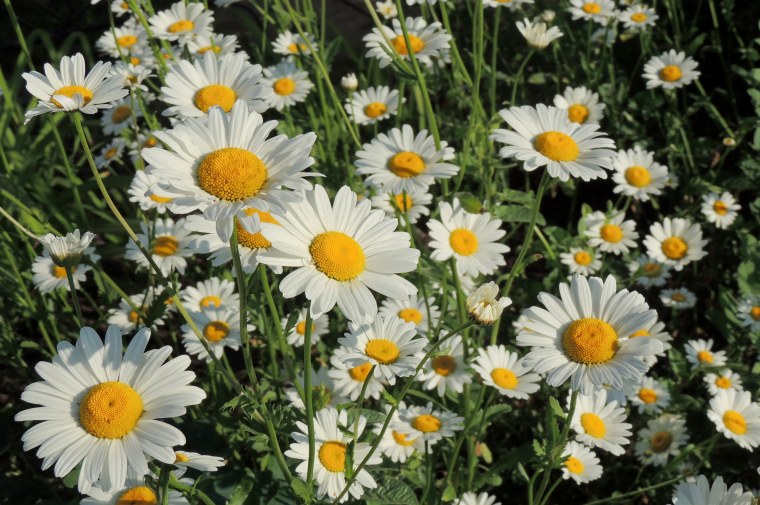 Ромашка Западная