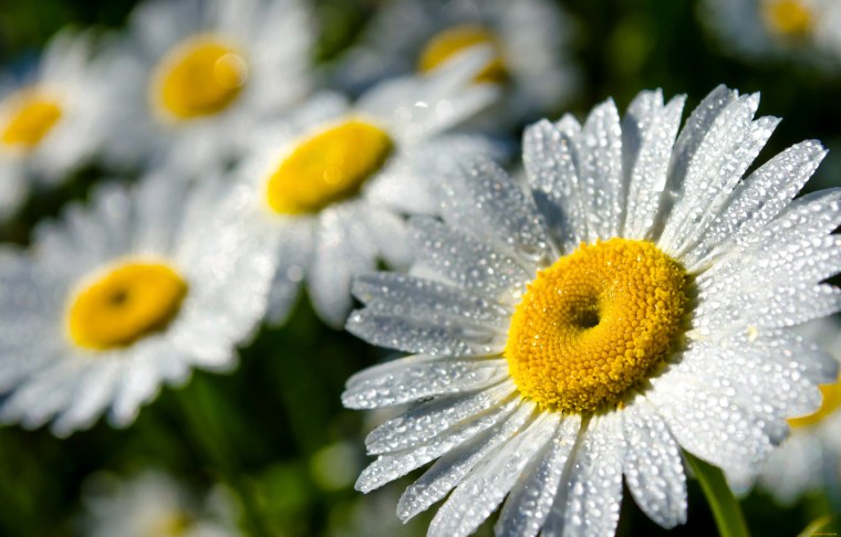 Ромашки на рабочий стол