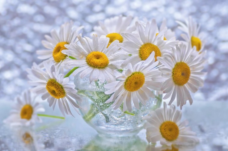 Нежные ромашки