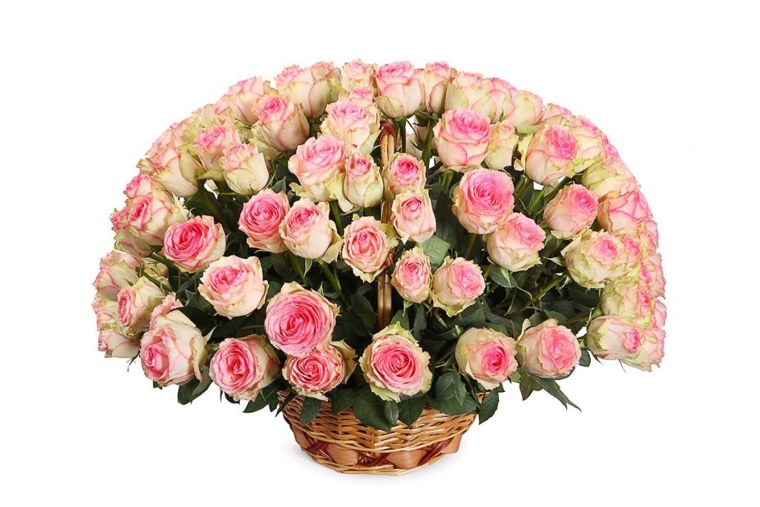 101 Роза Эсперанса