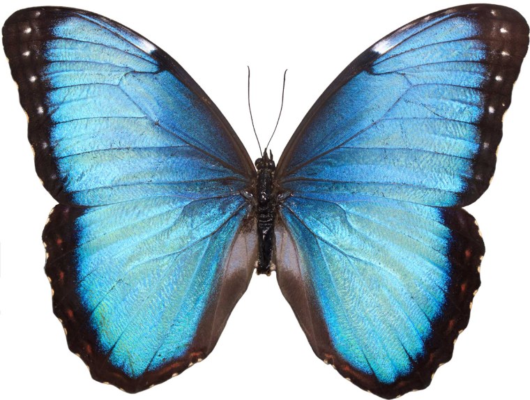 Бабочка прямо