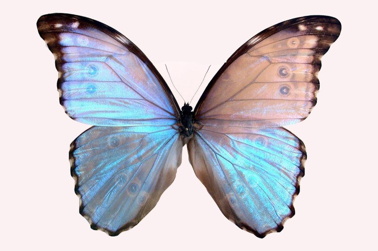 Morpho Didius бабочка