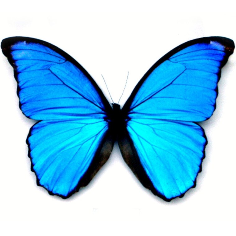 Паттерн сиреневые бабочки