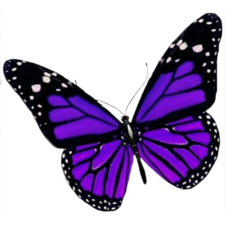 Бабочка фиолетовая