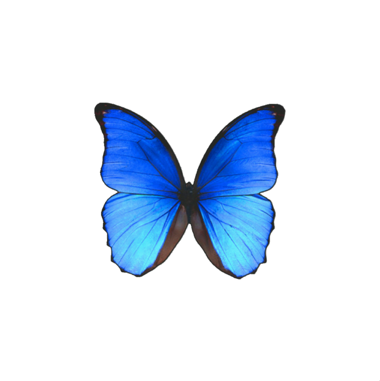 Голубые бабочки на белом фоне