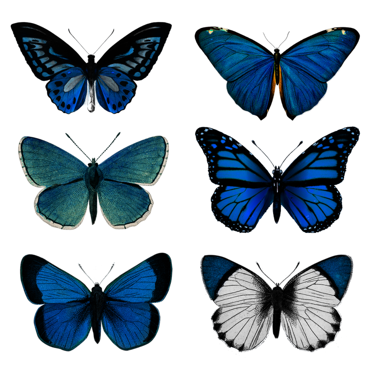 Голубая бабочка стикер