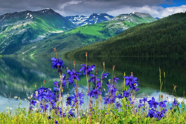 Альпийские Луга Кавказа . Эдельвейс