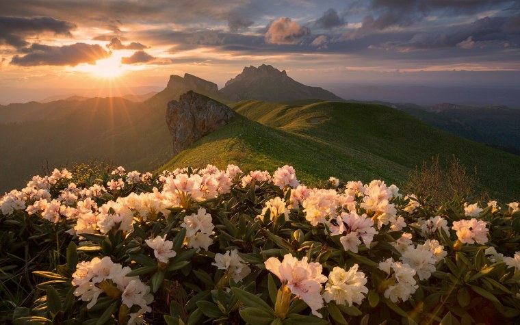 Сиреневые цветы