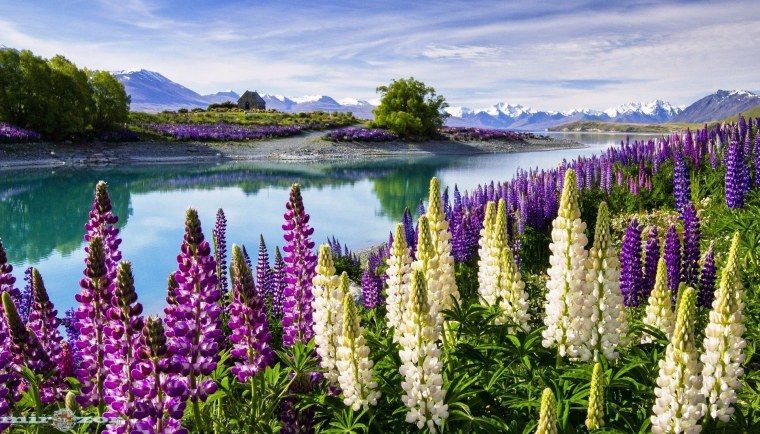 Красивые пейзажи с цветами