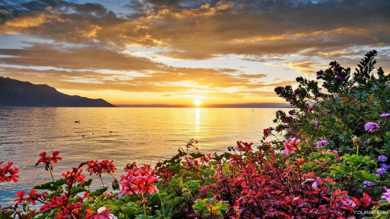 Аризона Долина маков