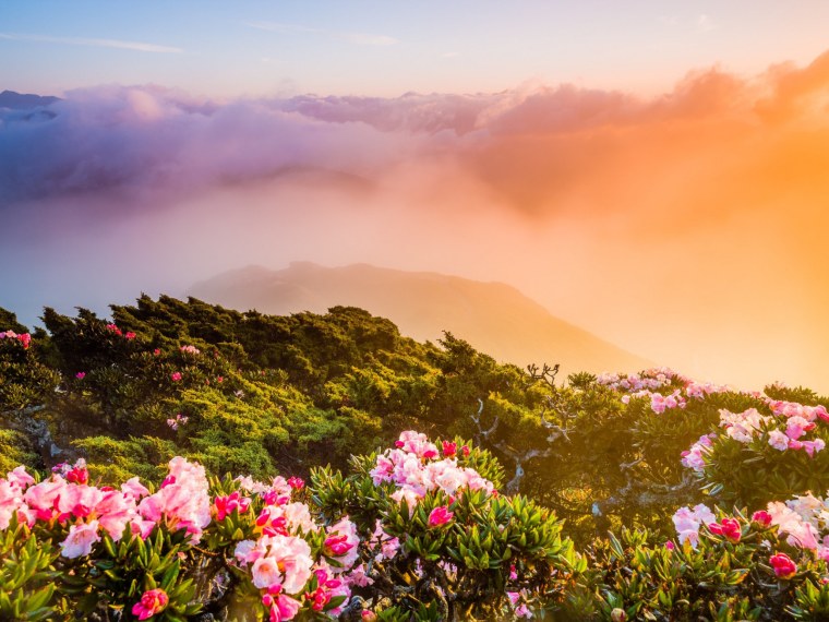 Долина тюльпанов в Швейцарии