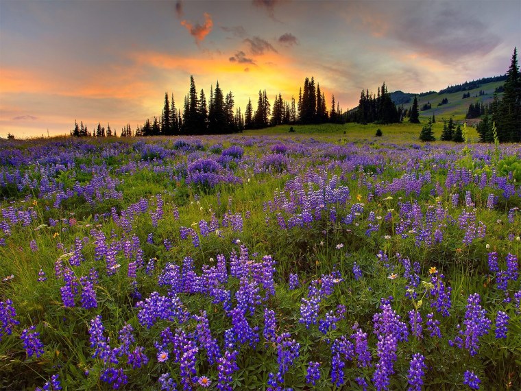 Люпин парк Олимпик