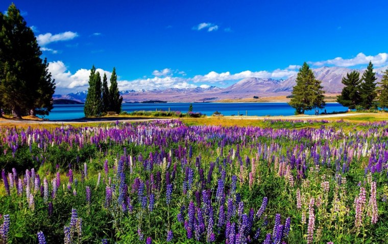 Озеро Текапо в новой Зеландии