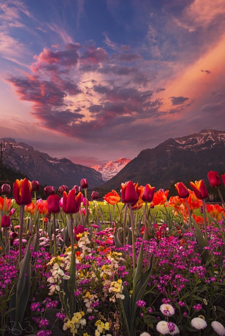 Рододендрон горный кавказский