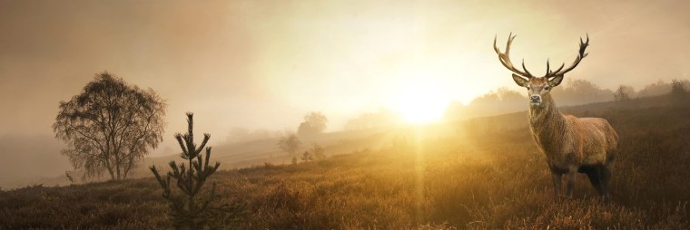 Справка на оружие