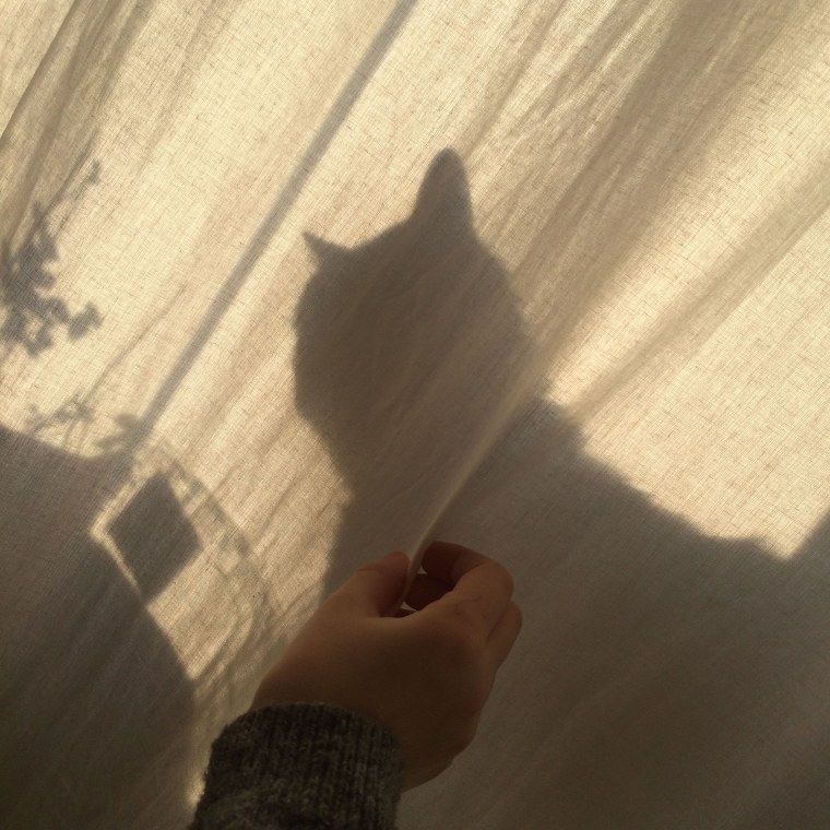 Эстетика кошек