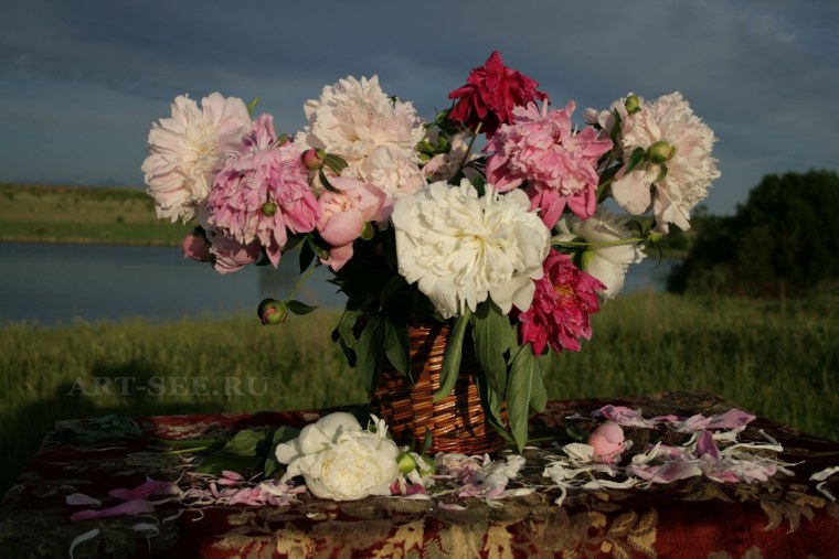 Обои на рабочий стол пионы