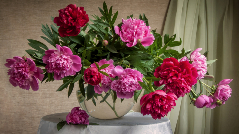 Жанна Когай пионы