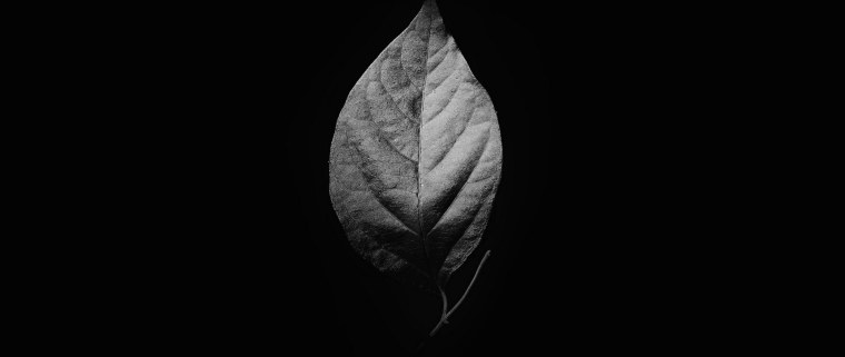 Листок на темном фоне