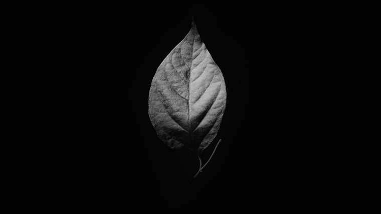 Листья на черном фоне