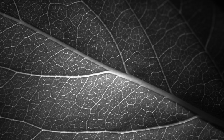 Темные листья