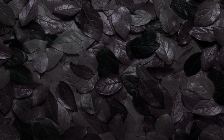 Лист черного цвета