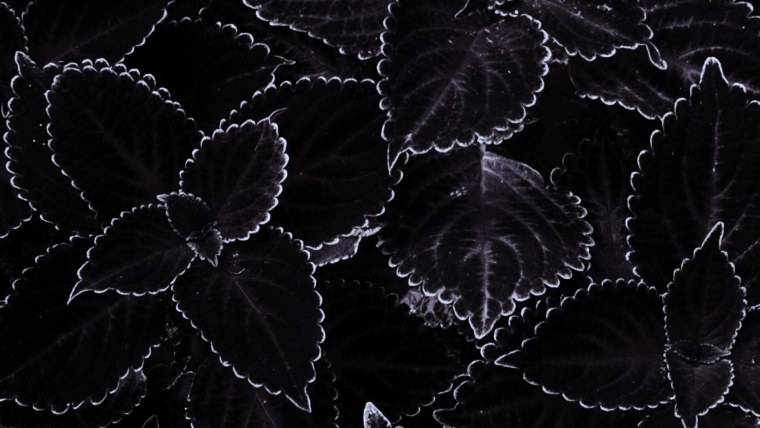 Черные обои