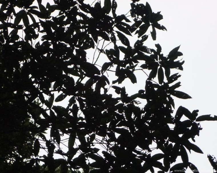 Листочки черные