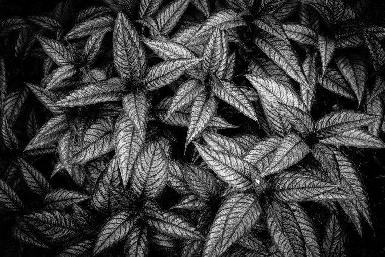 Листья на черном фоне