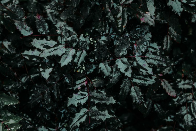 Цветок с черными листьями