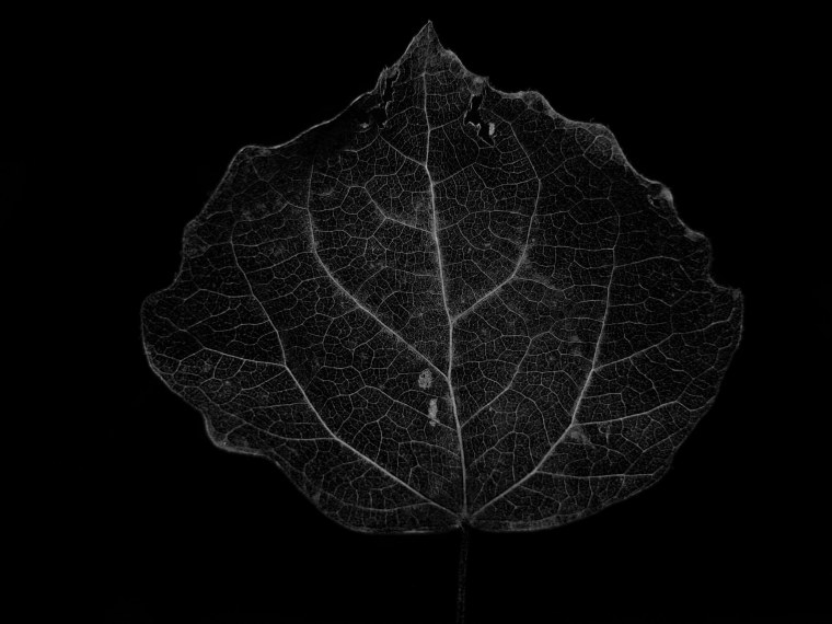 Дерево с черными листьями