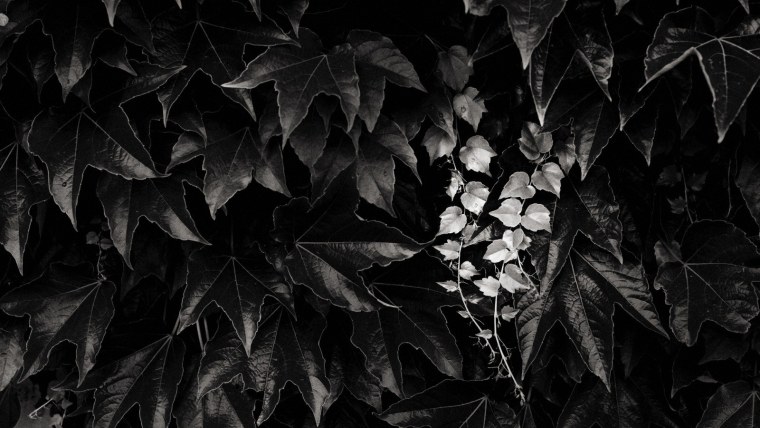 Черная листва