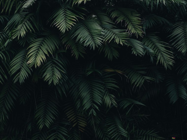 Тропические листья