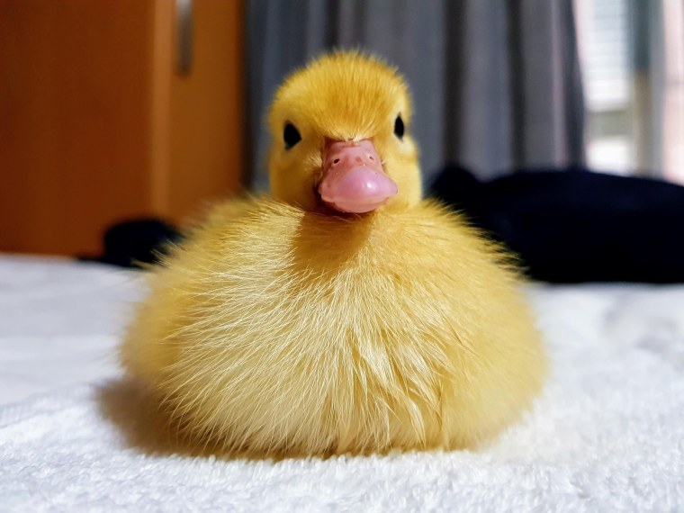 Корейские обои на рабочий стол милые