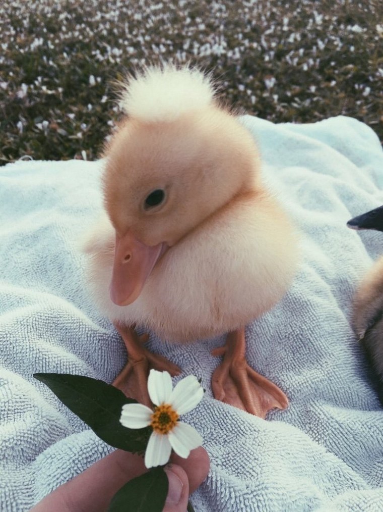 Утка желтая резиновая