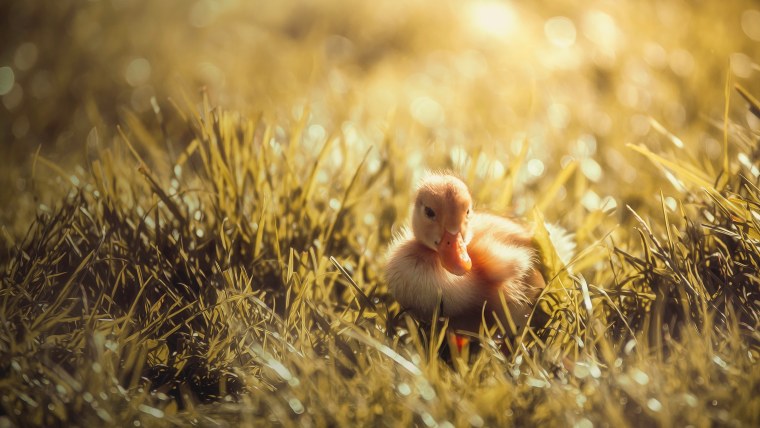 Резиновые уточки Эстетика