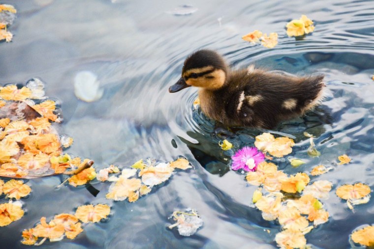 Желтая уточка