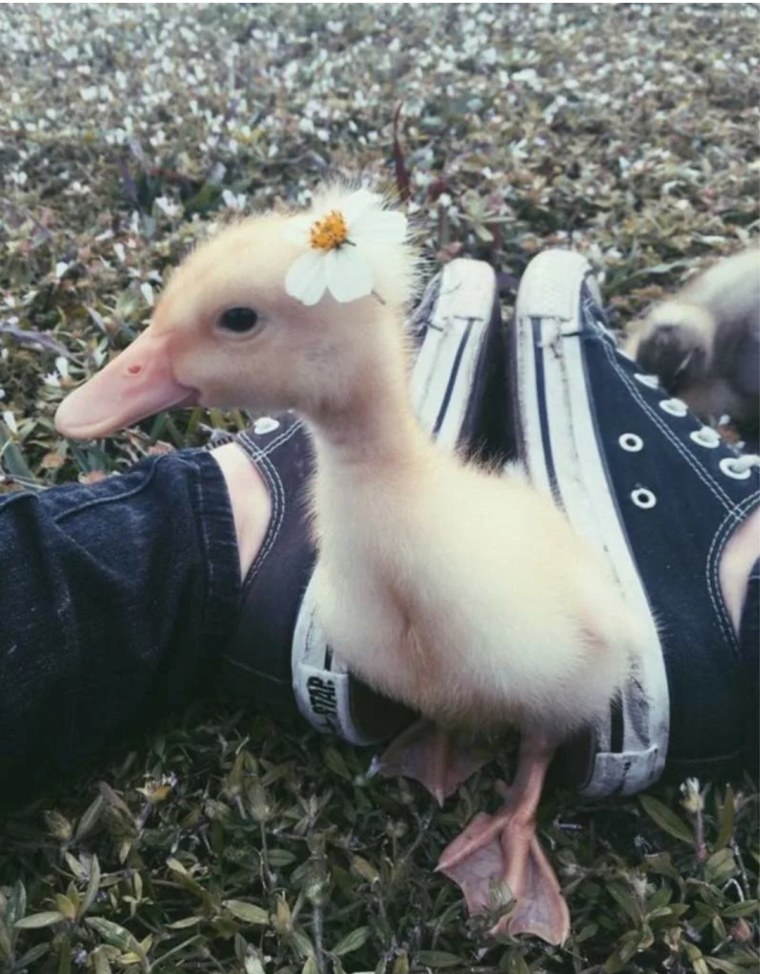 Резиновые утки