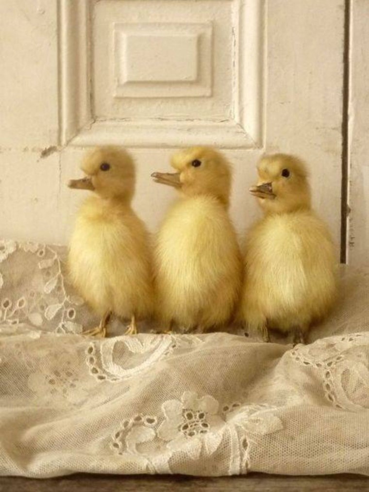 Большая утка