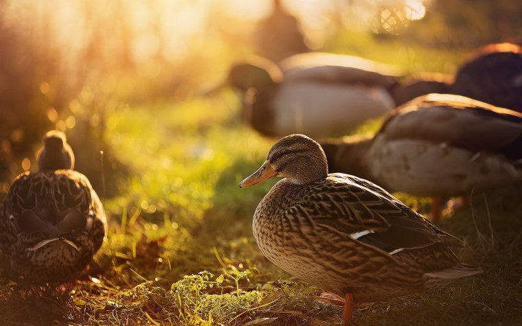 Утенок на скейте