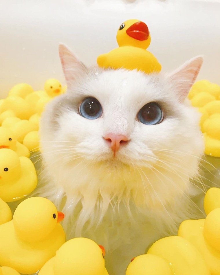 Три белых утки