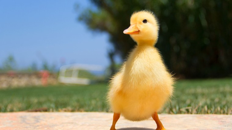 Утка с утятами