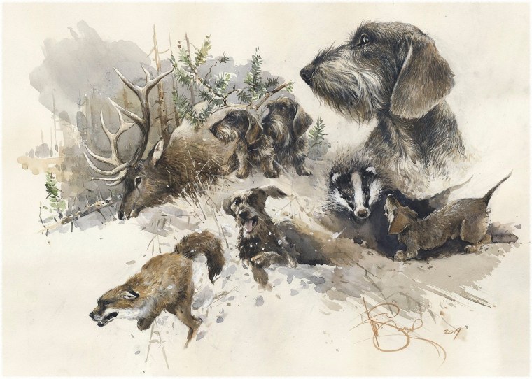 Жесткошерстная такса на охоте