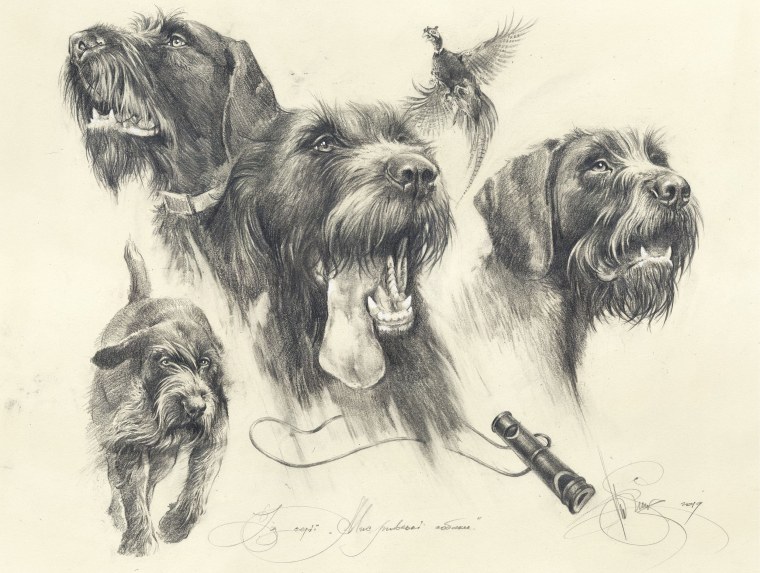 Жесткошерстная такса на охоте