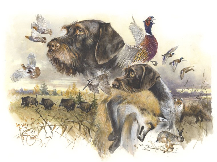 Жесткошерстная такса на охоте