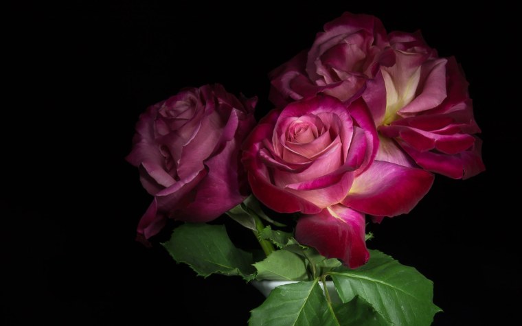 Красивые цветы на темном фоне