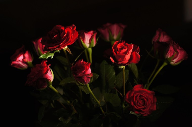 Темный фон розы с бутонами