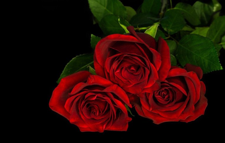 Букет красных роз